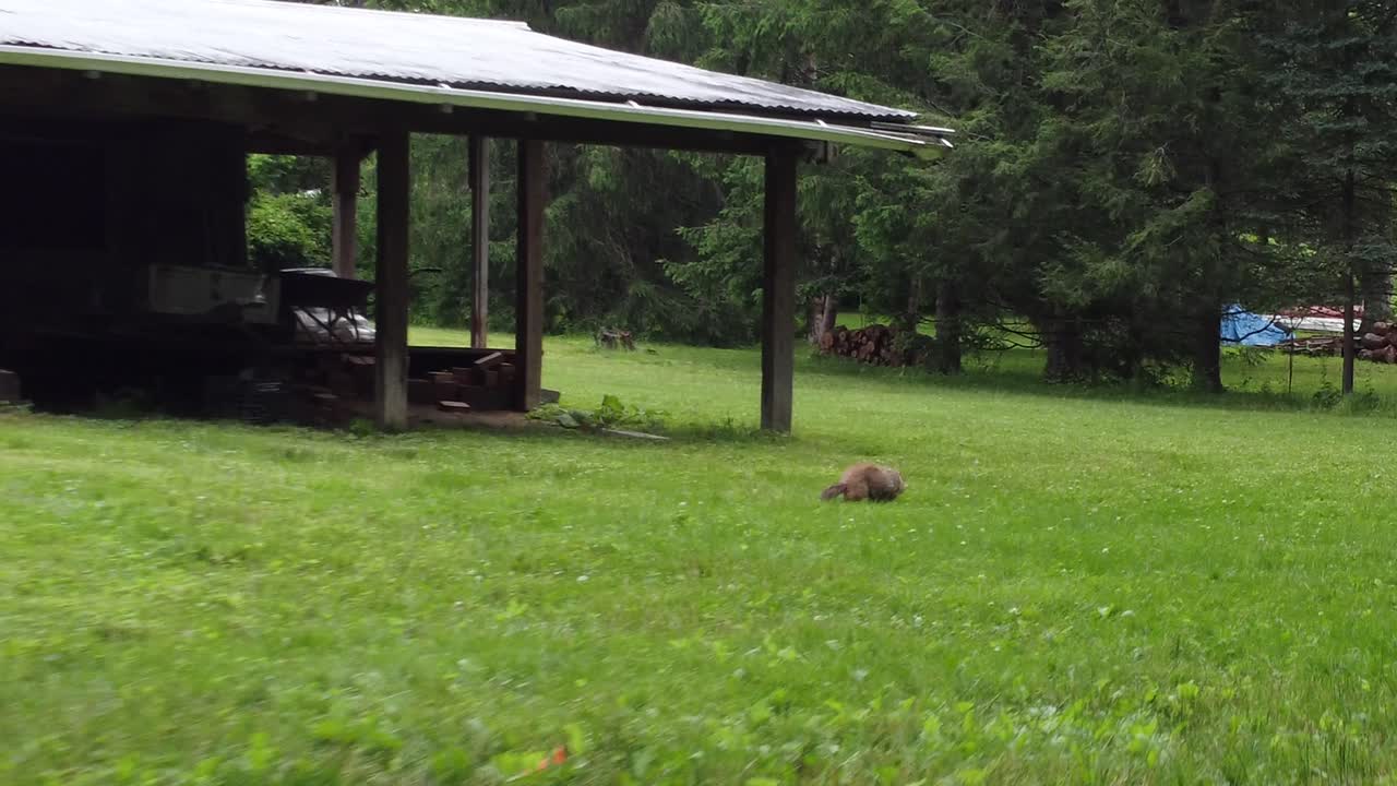marmota buscando comida junto al cobertizo inclinado hacia el edificio