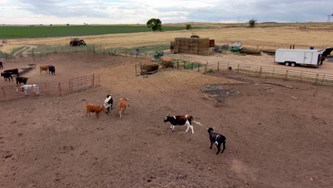 los toros corren, juegan y levantan polvo