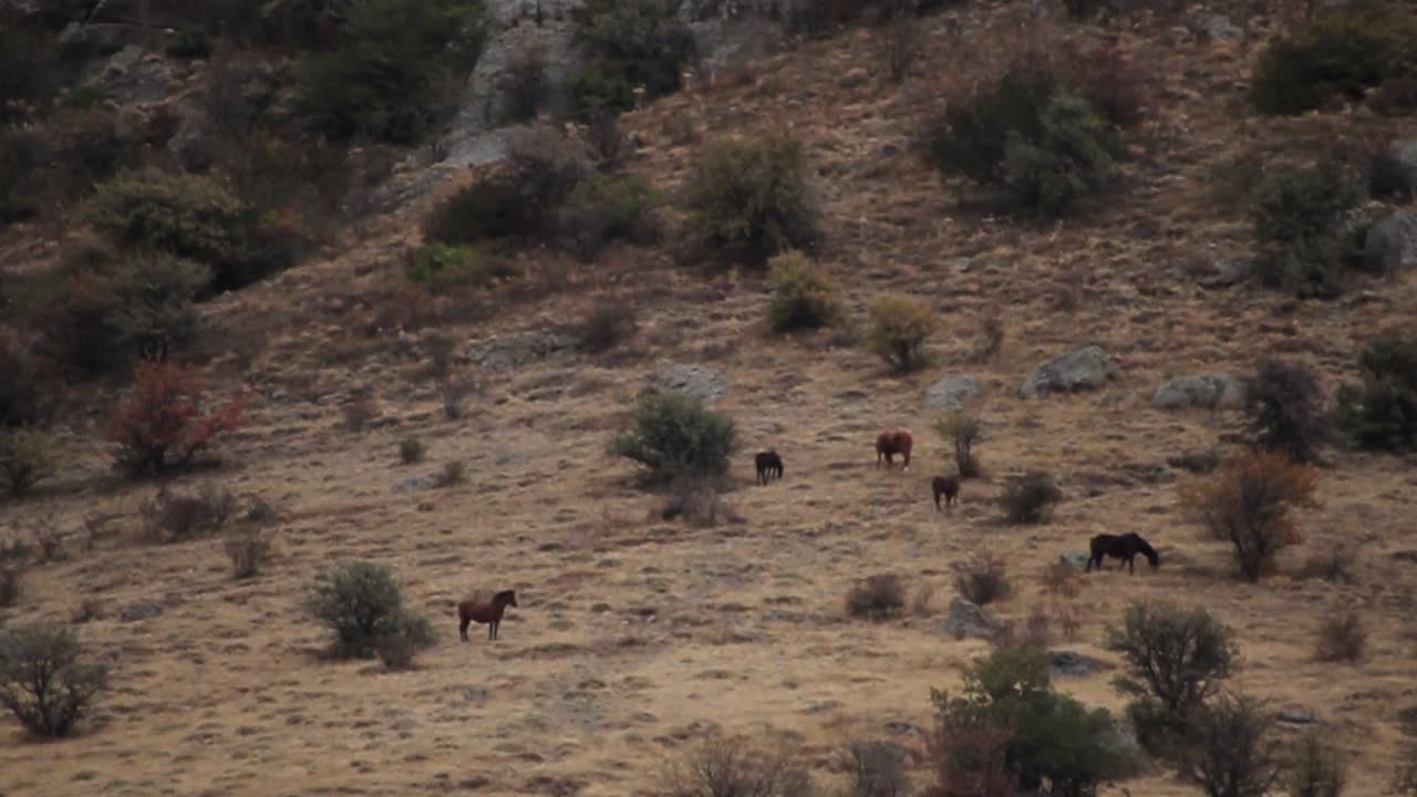 Horses Grazing on Mountainside