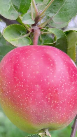 A Beautiful and Vibrant Red Apple is Gracefully Hanging on a Tree Branch in Natures Splendor a Fresh Vibrant Red Apple with a Shiny Reflective Surface Growing on a Lush Green Tree Branch Nearby