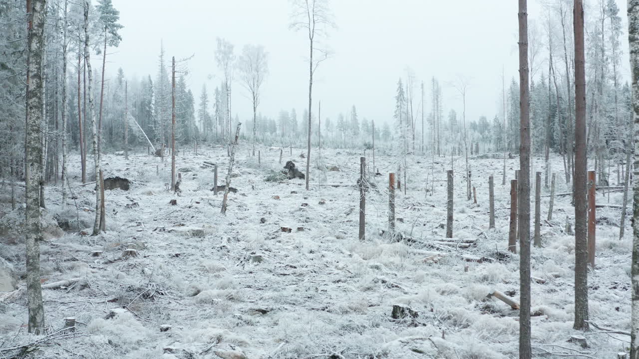 MOVIMENTO GIMBAL LENTO, una sezione di foresta disboscata con taglio netto, gelida e ben definita.