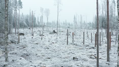 gimbal tracking slow, a frosty, crispy clear cut deforested section of a forest