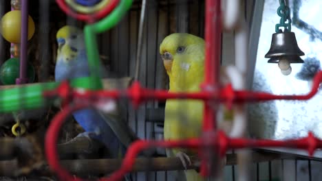 bright blue and yellow budgerigar birds sitting in cage with bell and toys