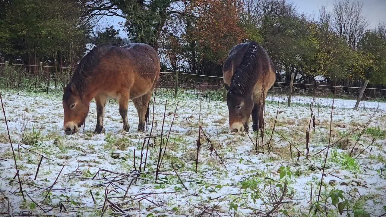 Pair of Exmoor ponies grazing in a snow covered fields