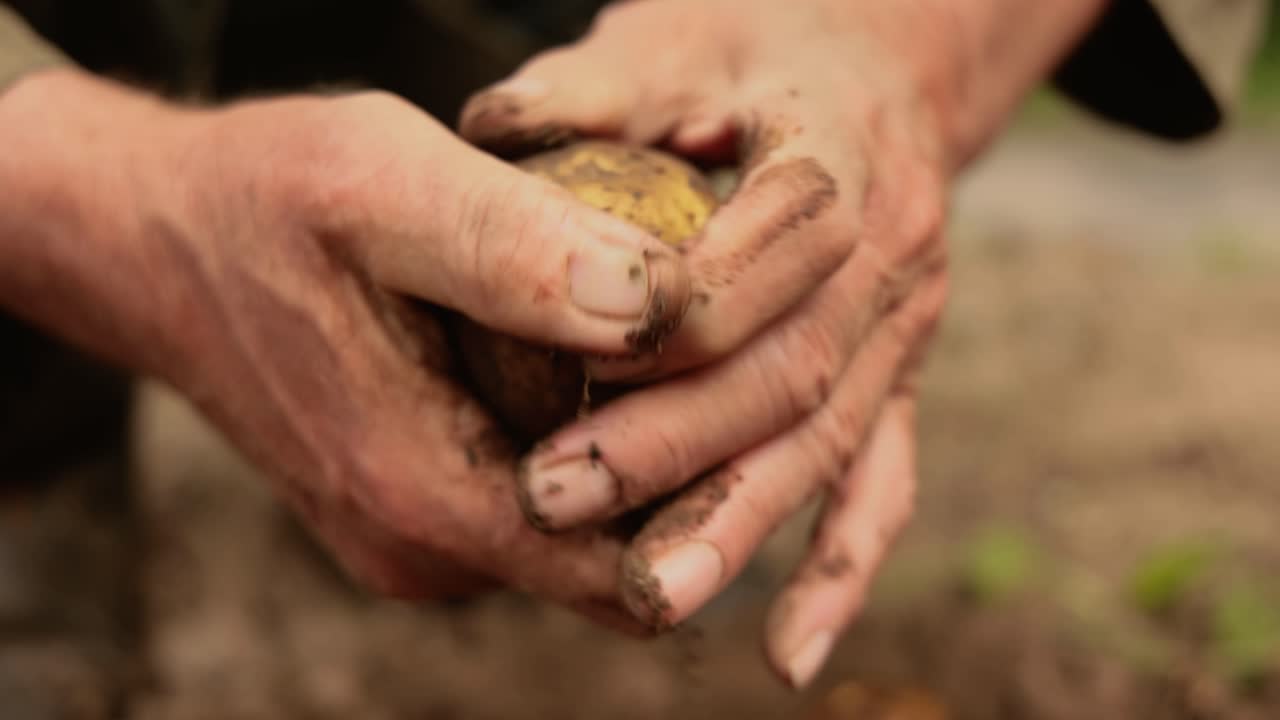 el granjero inspecciona su cosecha de patatas con las manos manchadas de tierra.