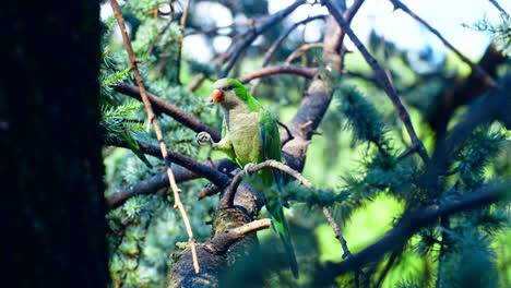 Static-Close-Up-Shot-of-Tropical-Green-Parrotts-Feeding-on-Tree-Branch