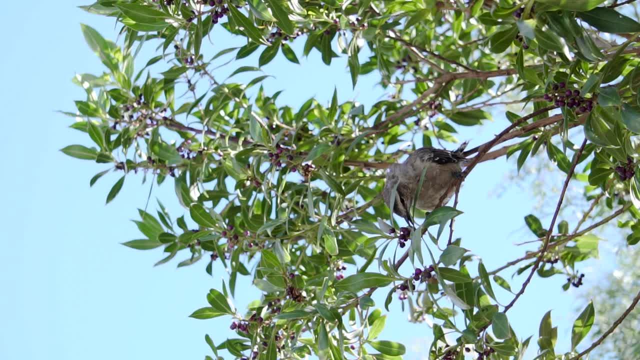 un pájaro comiendo los frutos de un árbol de laurel bajo el cielo azul brillante - tiro de ángulo bajo