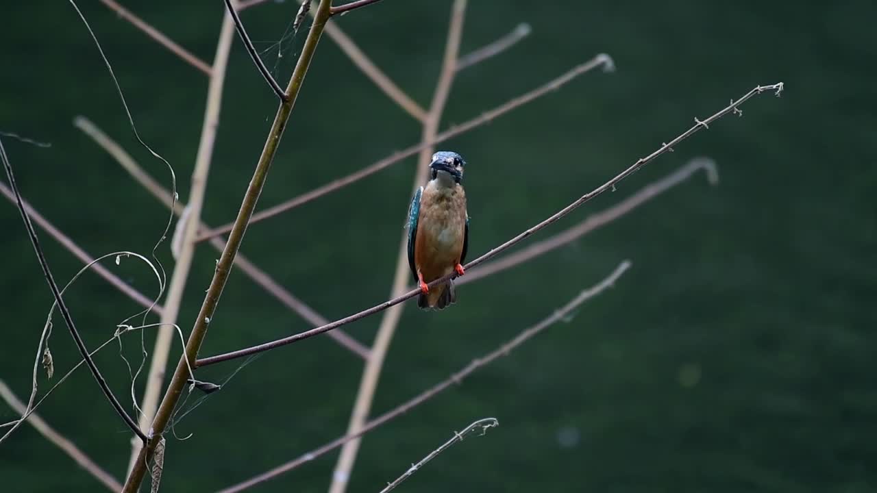 martín pescador común, alcedo atthis