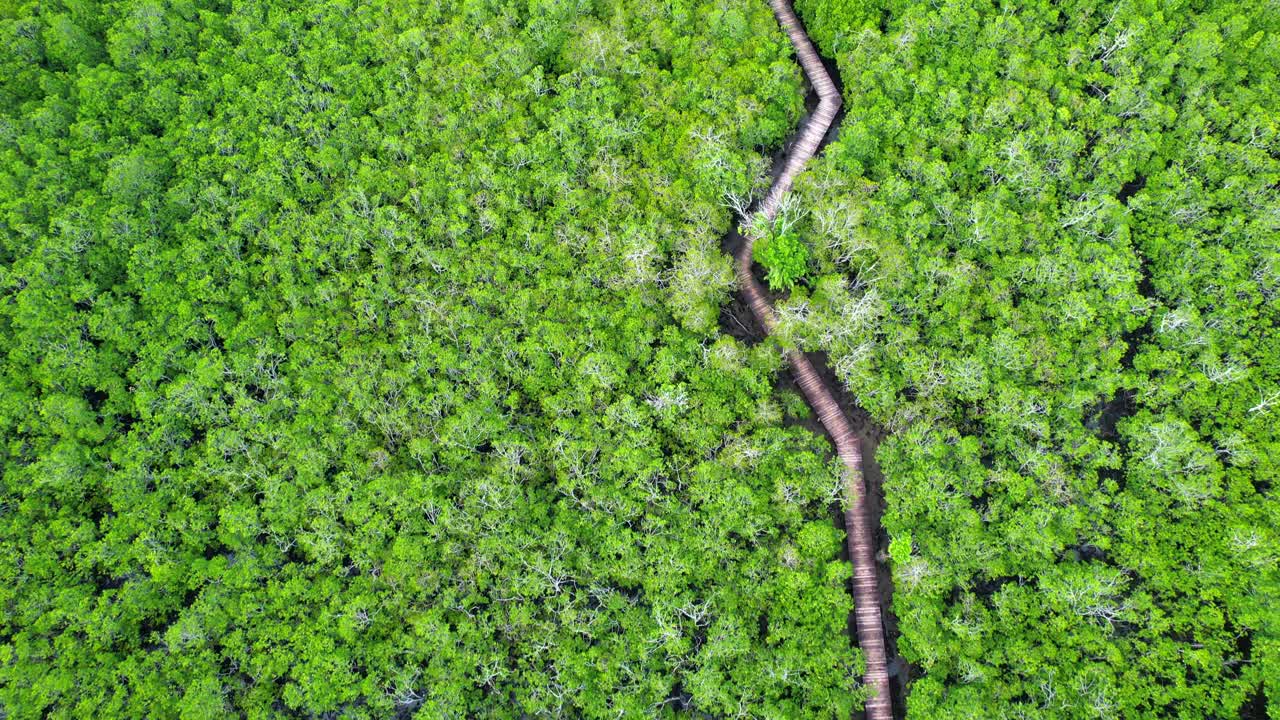 video de avión no tripulado sobre un puente de madera en el manglar, el intercambio, el humedal en el puerto de launay, mahe, seychelles 30 fps