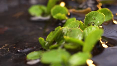 low angle macro view of row of lettuce sprouts being thoroughly watered