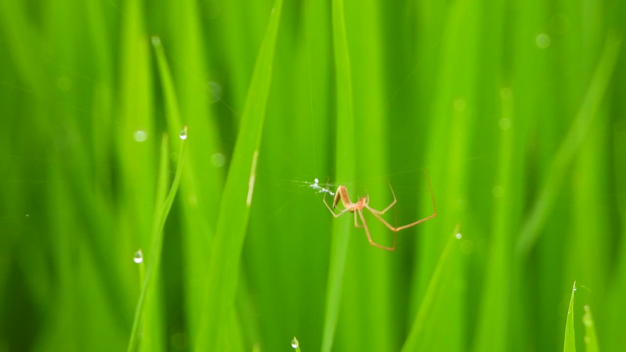 araña haciendo telaraña en la hierba.