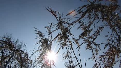 Especia-De-Trigo-Golpeado-Por-El-Viento-En-El-Golpe-De-Los-Rayos-Del-Sol-Al-Atardecer