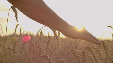 wheat ears in woman hand. field on sunset or sunrise. harvest. concept