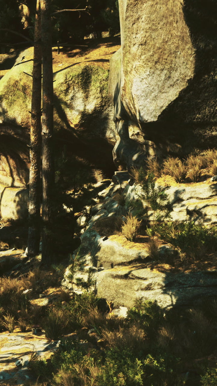 Rocks and trees in a forest setting with patches of sunlight on the ground