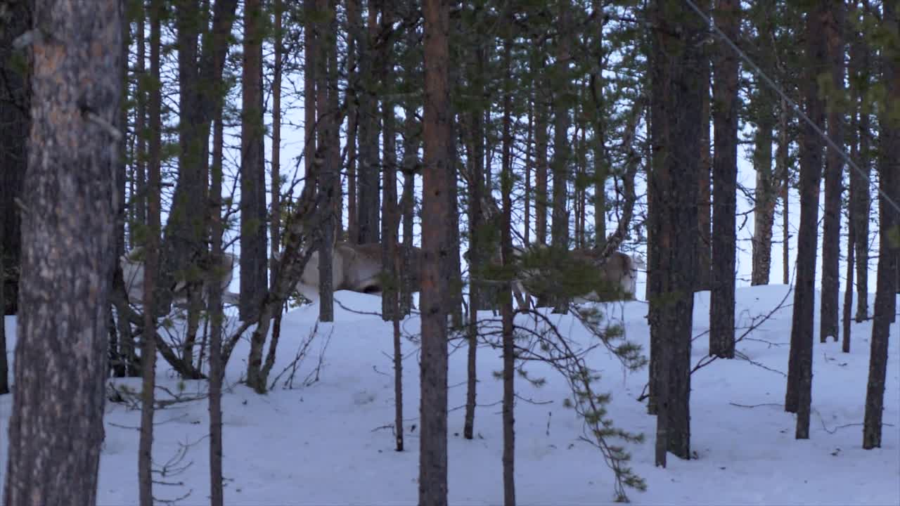 Wild reindeers moving behind a forest of trees in the arctic polar circle in Finland. In the foreground the green branches of trees