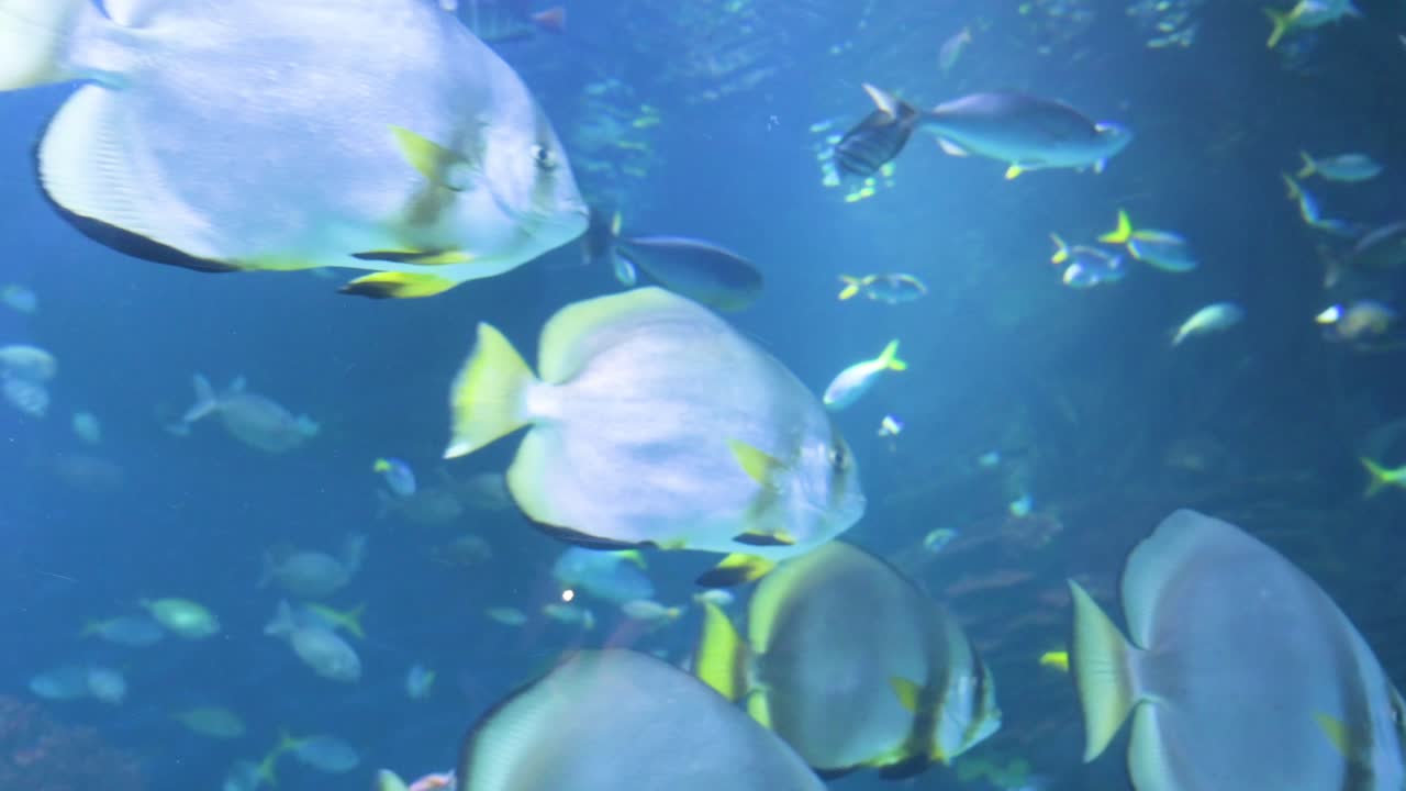 The Oceanografic, located in the City of Arts and Sciences in Valencia, showcases hundreds of marine fish species. It is Europe’s largest oceanographic park, boasting over 500 species.