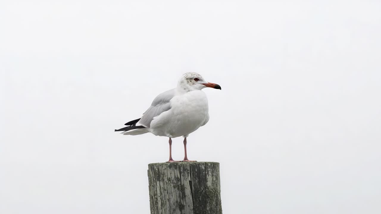 En enslig måke sitter på en forvitret stolpe og flytter hodet og kroppen mot høyre, med en overskyet himmel i bakgrunnen.