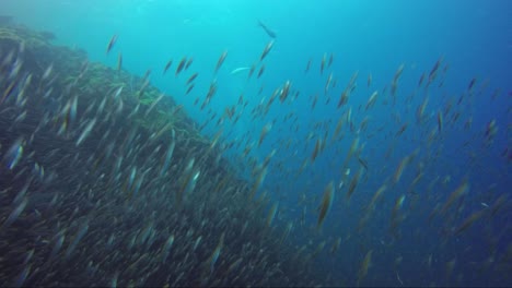 caza de peces