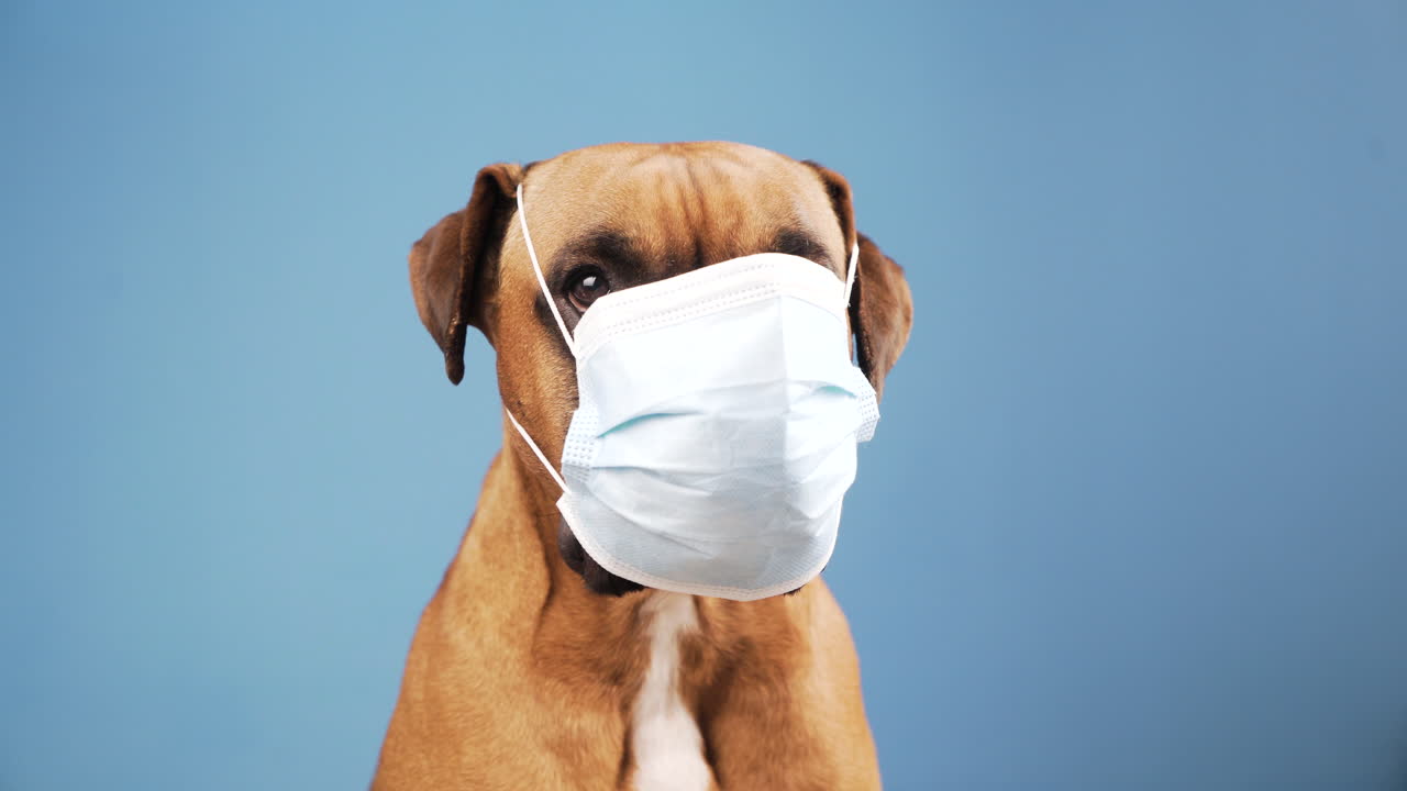 Boxer dog with a flu mask on its snout at blue background
