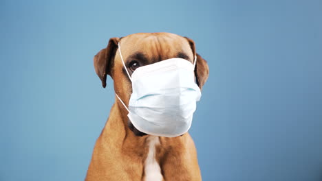 boxer dog with a flu mask on its snout at blue background