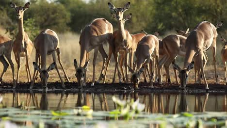 Toma-Amplia-De-Una-Manada-De-Impalas-Bebiendo-Filmada-Desde-El-Nivel-Del-Agua,-Gran-Kruger