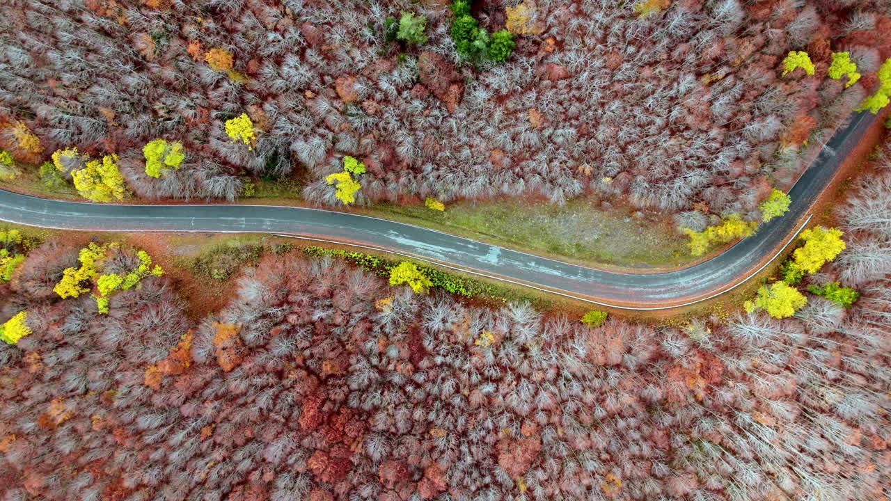 Aerial view of a winding road through vibrant autumn forest scenery