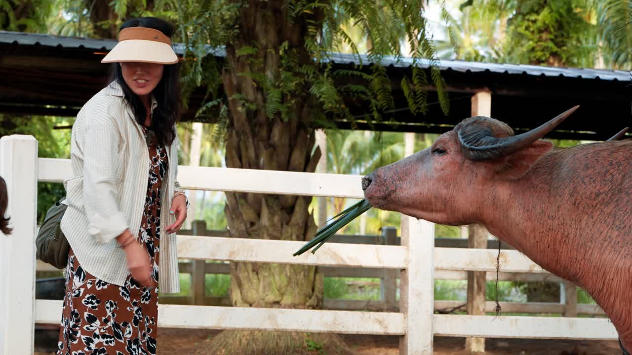 Woman on family experience program feeds albino water buffalo in outdoor farm area at JW Marriott Khao Lak, Thailand