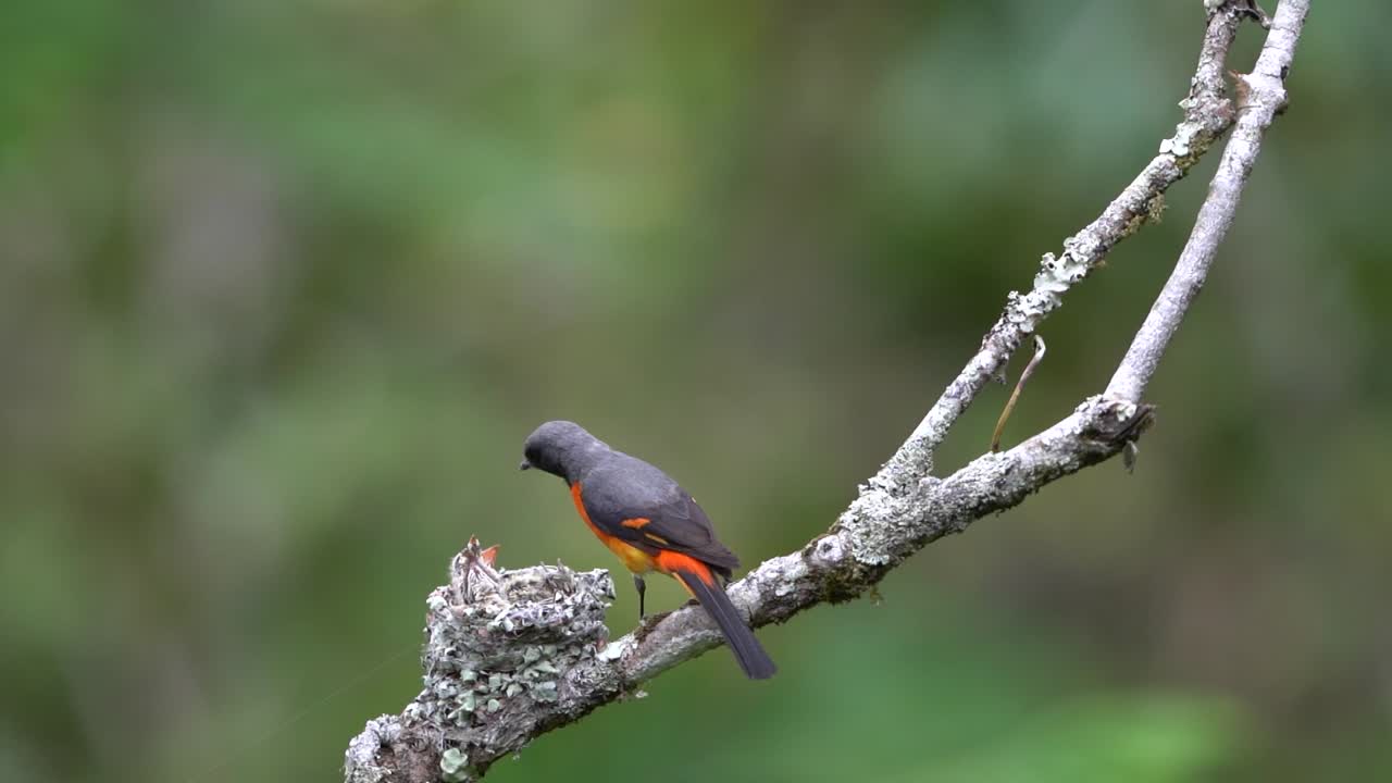 la madre pequeño pájaro minivet alimentando a su bebé en el nido en una rama de árbol