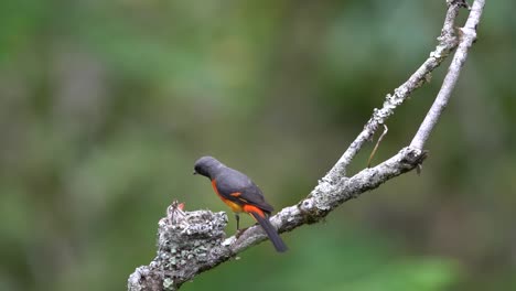 the mother small minivet bird feeding her baby in the nest on a tree branch