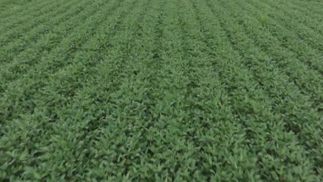 aerial pull back shot capturing soybean field under cloudy day