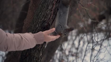 squirrel eating from a hand in winter