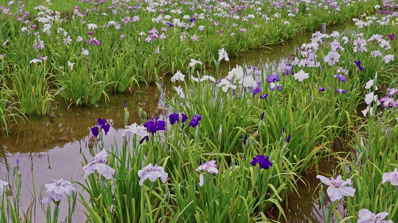 An S-curved stream meanders between clusters of deep purple, lavender and white irises, its still surface mirroring the overcast sky above the greenery.