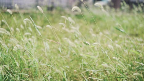 Silver-Grass-Swaying-In-The-Strong-Wind-At-Daytime-In-Tokyo,-Japan