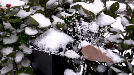 Snow-falling-on-green-bush