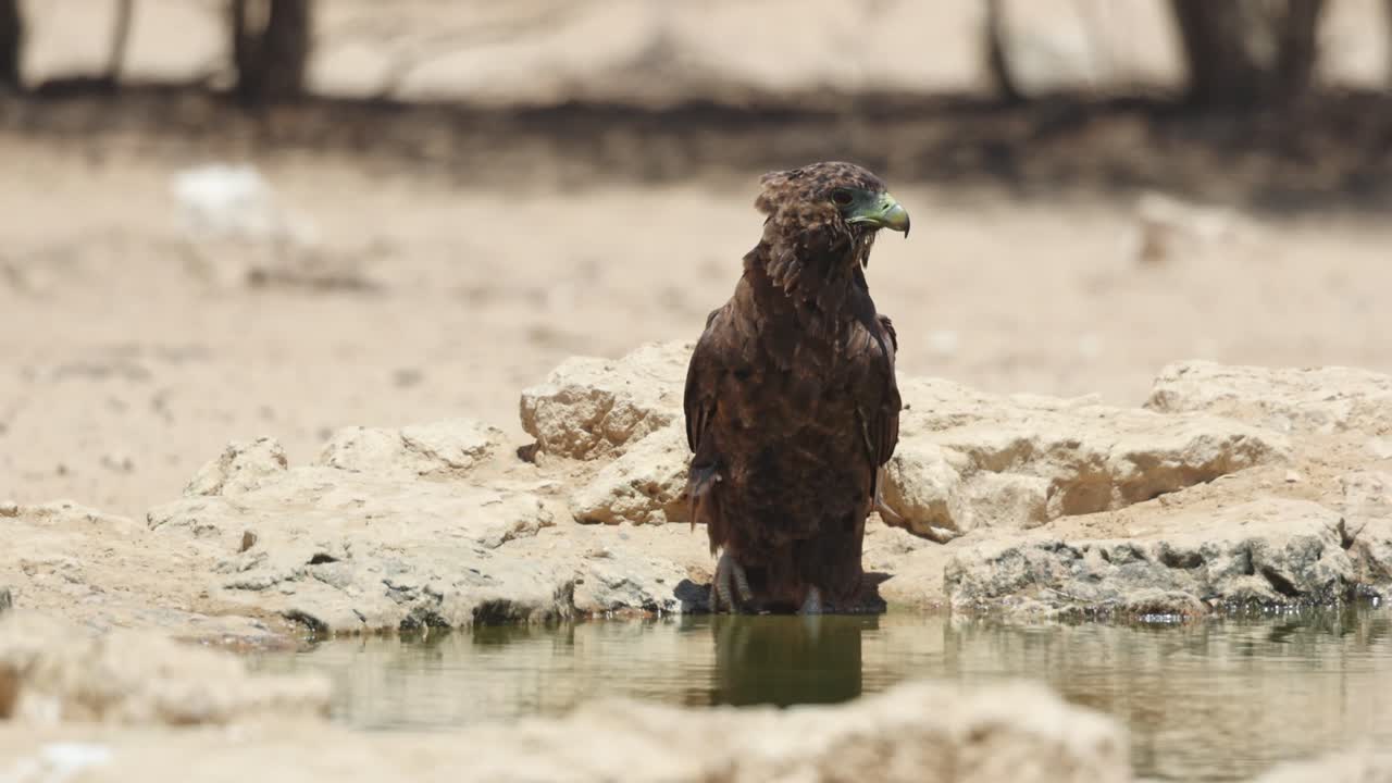 A young, juvenile bateleur standing at the edge of a waterhole and bending down for a drink, Kgalagadi Transfrontier Park