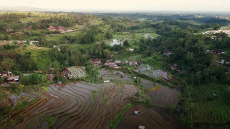 árboles-Verdes-Y-Terrazas-De-Arroz-En-Bali,-Indonesia