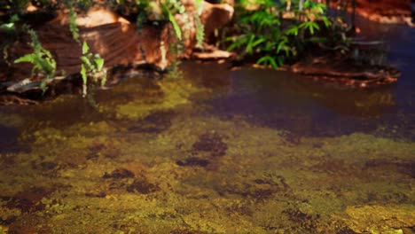 Tropischer-Goldener-Teich-Mit-Felsen-Und-Grünen-Pflanzen