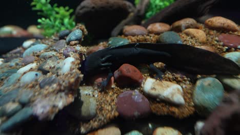 axolotl, a mexican salamander that lives in several lakes in mexico city, especially lake xochimilco