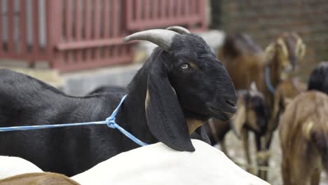 goat on sale for bakr eid celebration in india.