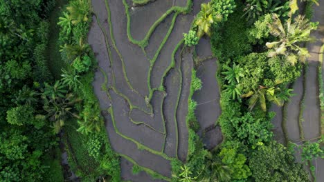 drone top down view over patterns and shapes of rice terraces