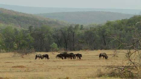 group of wildebeest walking on a plain in the south african bush