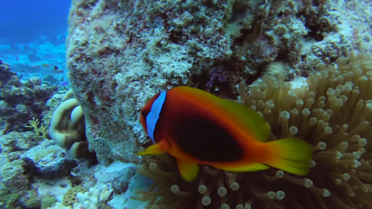 Pesce pagliaccio pomodoro curioso nuota giocosamente e guarda verso la telecamera