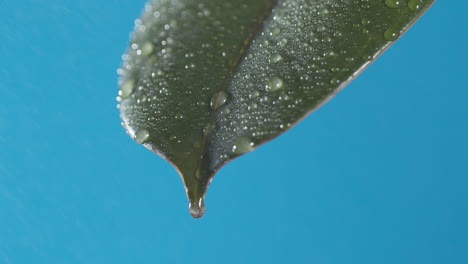 drops of water drip from the green leave down on the blue background