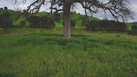 reverse drone dolly reveal big tree by creek in malibu state national park