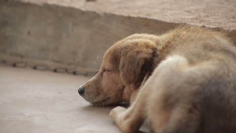 Primer-Plano-De-Un-Lindo-Cachorro-Somnoliento.-Estático