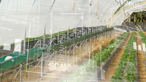 digital data overlay in greenhouse showing advancements in agricultural technology