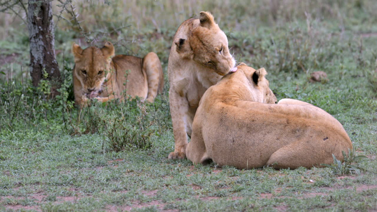 serengeti_trots leeuwen die elkaar schoonmaken onder een boom