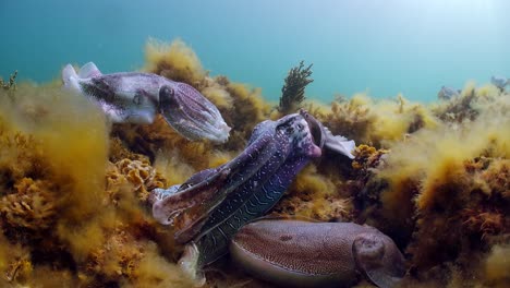 Riesige-Australische-Tintenfische-Sepia-Apama-Migration-Whyalla-Südaustralien-4k-Zeitlupe,-Paarung,-Eier-Legen,-Kämpfen,-Aggregation,-Unter-Wasser