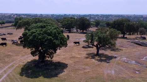 bulls farm seen from the air