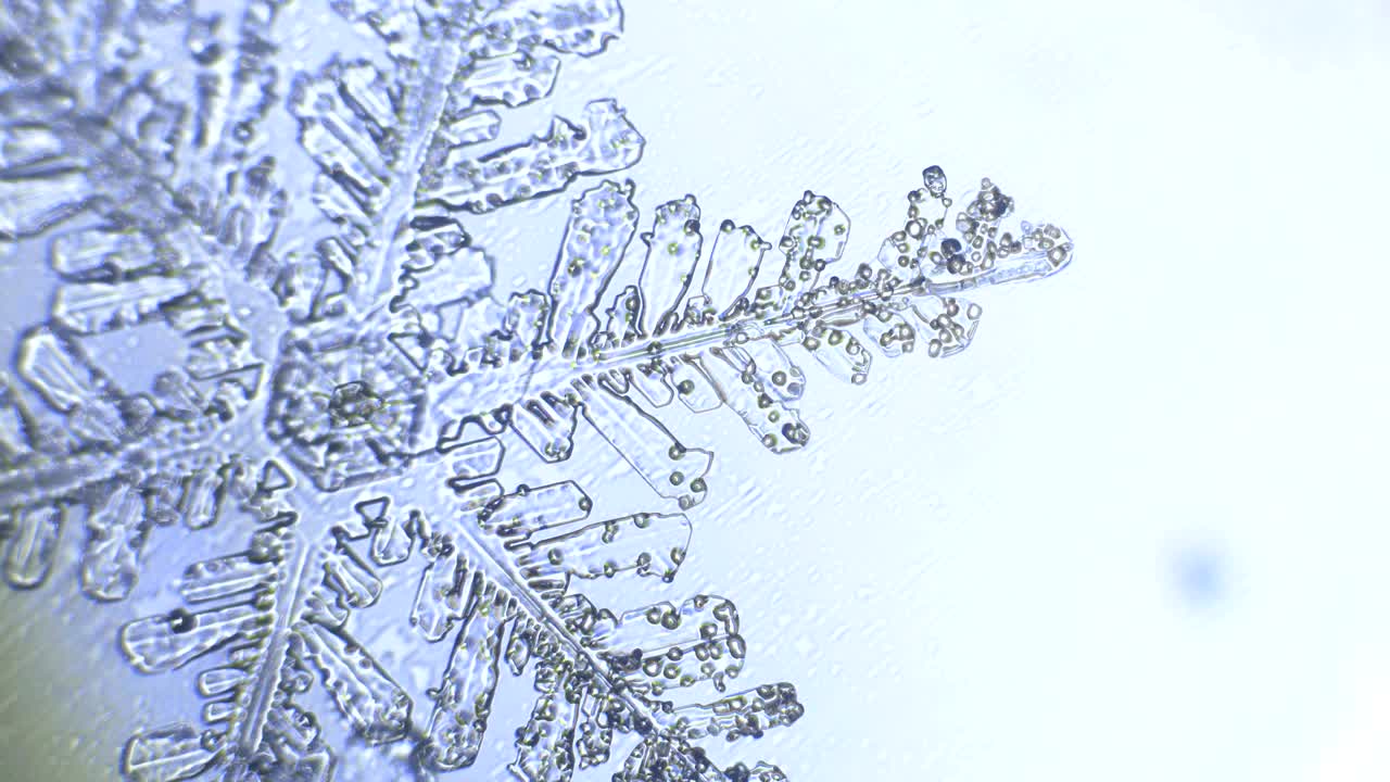 Light blue background with pattern of snowflake branches. rack focus